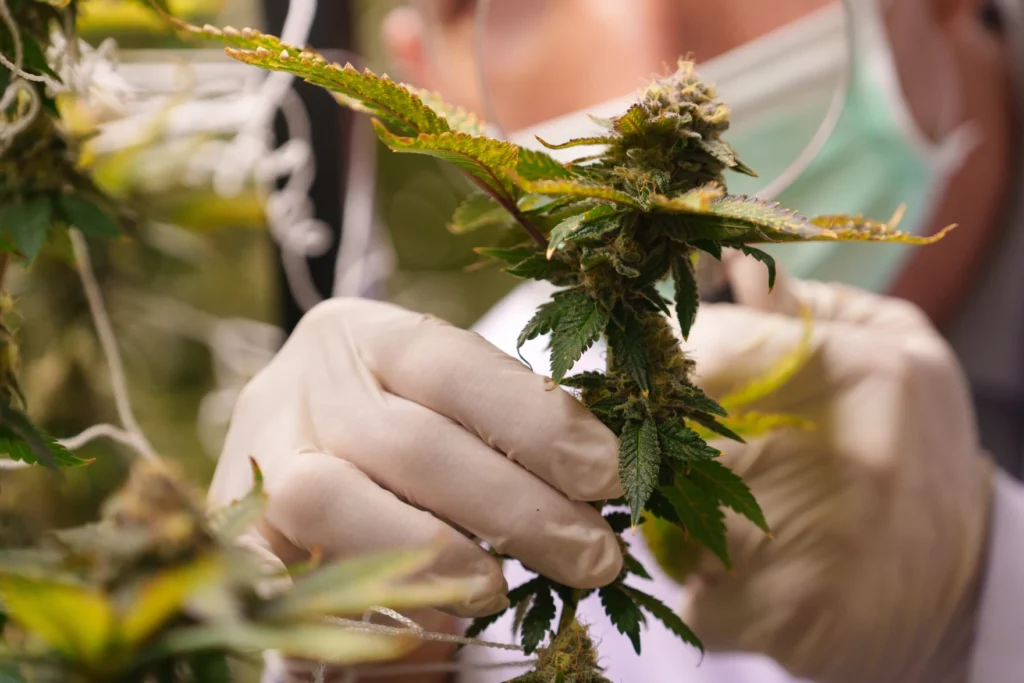 Another year, another Va. retail cannabis market veto leaves businesses, the public with few options