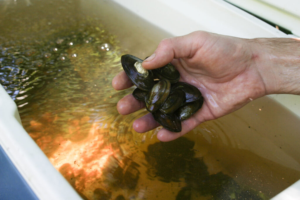 After Ashland dam removal, freshwater mussel species reintroduced to South Anna River