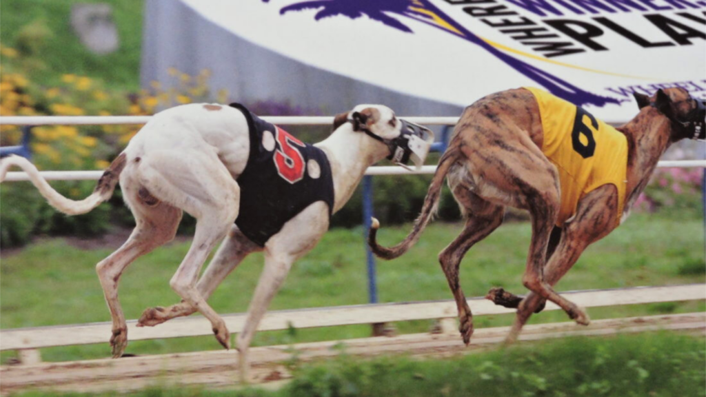 W.Va. lawmakers urge Capito, Justice to support ending greyhound racing; Ohio County lawmakers oppose greyhound racing prohibitions