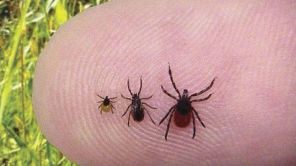 Tick season unusually strong this year in West Virginia