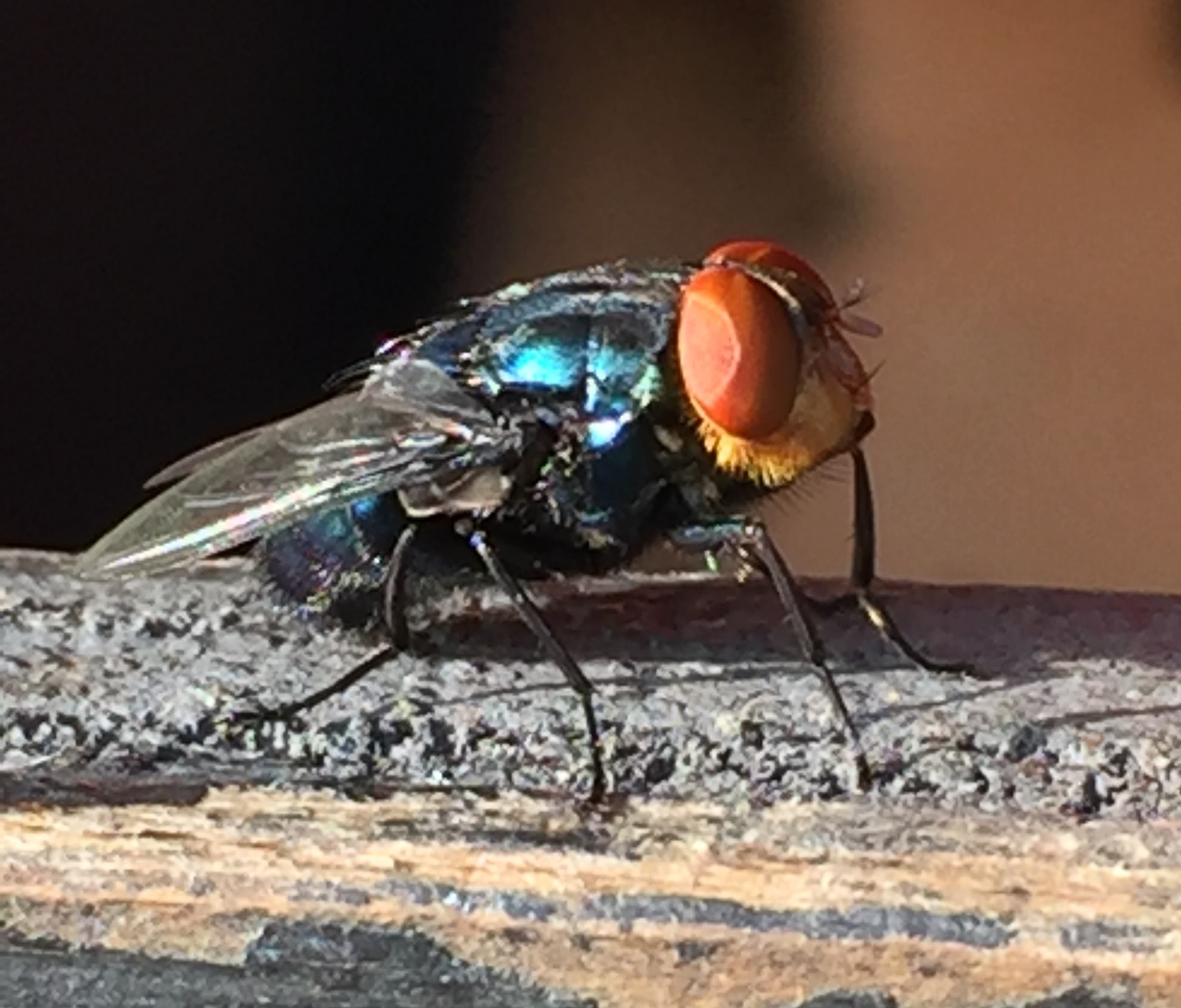 A closeup of a New World screwworm adult fly. (Photo by USDA)